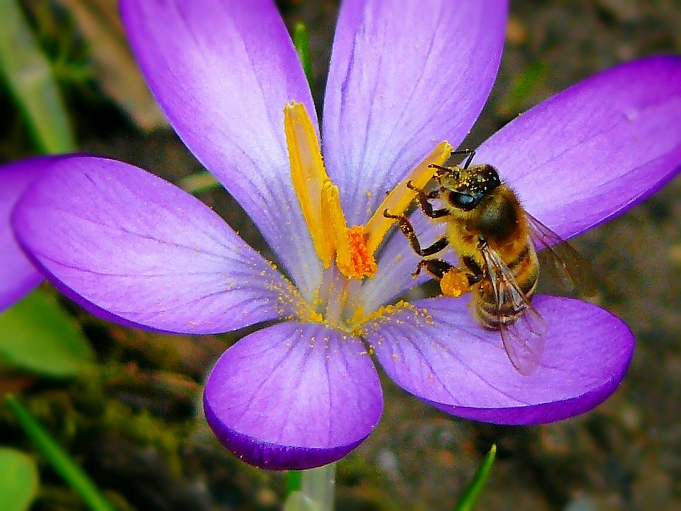 花粉を食べて花粉症予防！？美容に効くビーポーレンとは？